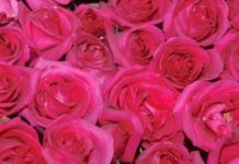 Le malattie delle rose – 1 parte 528 0 049 Le malattie delle rose 1^parte